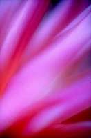 © Lynne R Cashman. All rights reserved.
