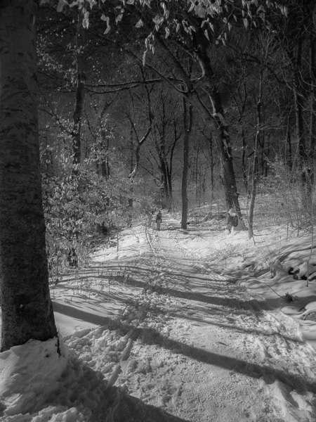 A Winter Stroll