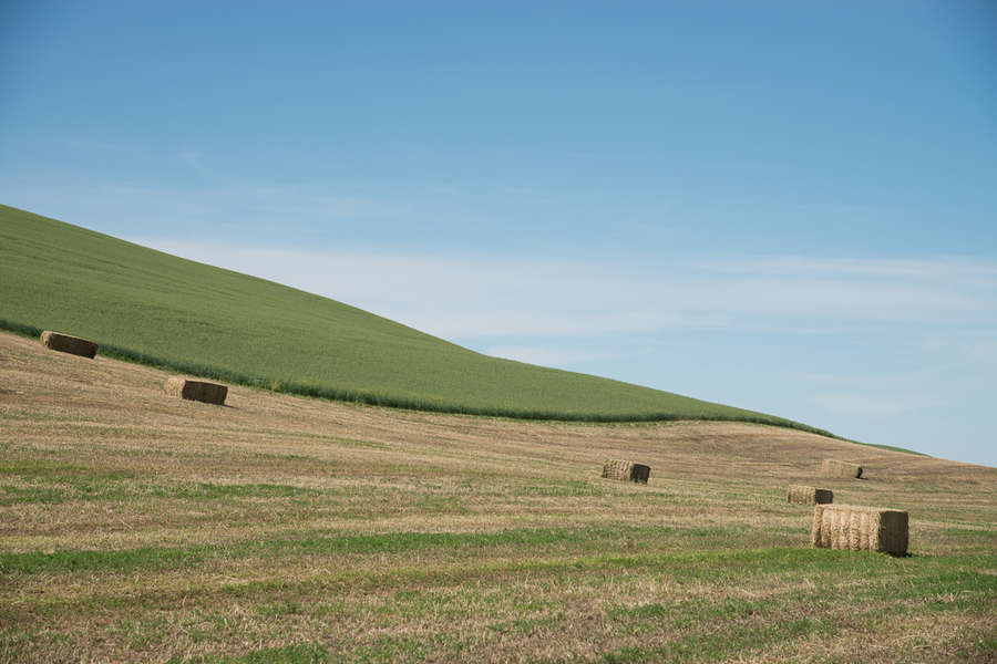 Hay Bales in Wheat Fields