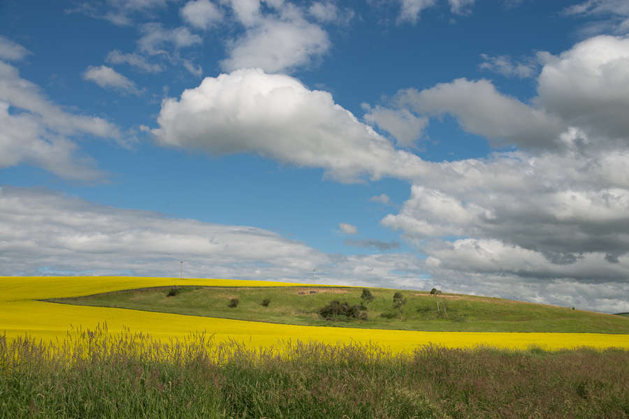 Capturing The Clouds Over Canola Fields
