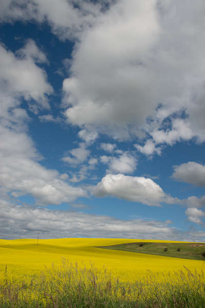 Clouds Advance Over The Canola fields